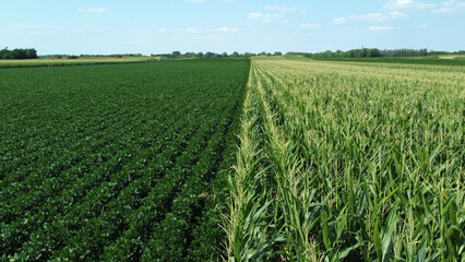 Fototapeta na wymiar green corn and soybean fields - drone photography