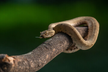 Brongersma's pit viper snake Trimeresurus or Craspedocephalus brongersmai, native to Mentawai islands, natural bokeh background