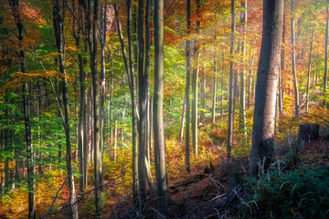 schräge Sonnenstrahlen durch einen bunten Laubwald im Herbst