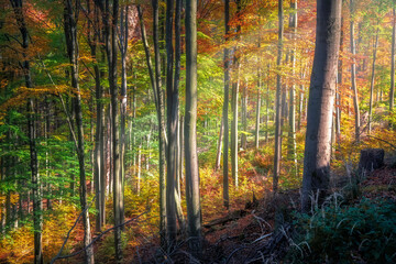 Fototapeta premium schräge Sonnenstrahlen durch einen bunten Laubwald im Herbst