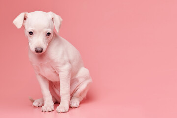 Portrait of cute Italian Greyhound puppy isolated on pink studio background. Small beagle dog white...