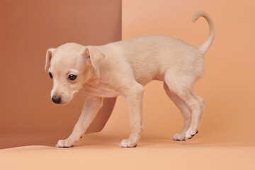 Portrait of cute Italian Greyhound puppy isolated on brown orange studio background. Small beagle...