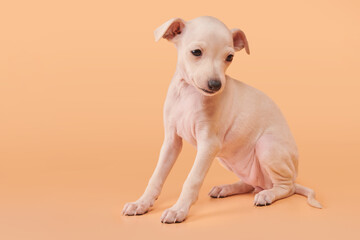 Portrait of cute Italian Greyhound puppy isolated on orange peachy studio background. Small beagle dog white beige color.