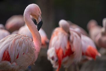 Flamingos