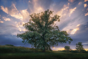 Sonnenstrahlen leuchten hinter einem riesigen Baum