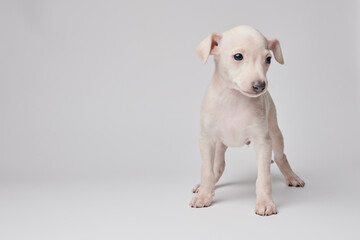 Portrait of cute Italian Greyhound puppy isolated on white studio background. Small beagle dog...