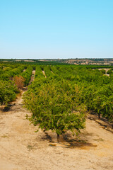 Fototapeta na wymiar orchard of almond trees in Seros, Catalonia, Spain