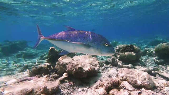 Ronin jack hunting over tropical corals on areef in wide-angle video camera mode