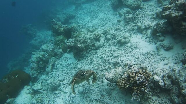 Hawksbill turtle swimming to the surface to breathe at the reef edge in a coral reef on a Maldives island
