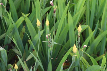 Yellow Tall Bearded Iris Flower plant on farm