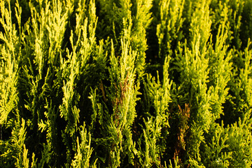 Green wall in the garden. Fir trees close up. Evergreen branches