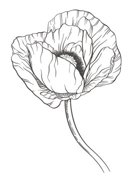 recommend clip art: One large hand drawn outline poppy. Lush flower on long curved stem. Elegant plant linear element. Open blooming bud. Big thin petals. Vintage detailed botanical illustration. Decorative art sketch