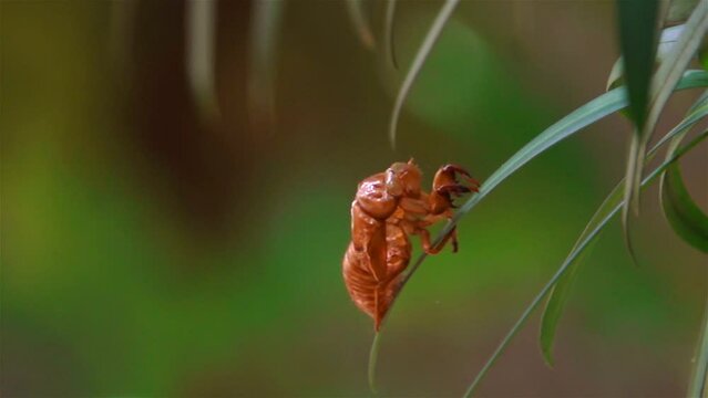 Shell of Cicada on leaf, Close up,Tokyo, Japan