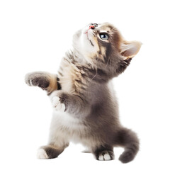 playful funny kitten looking up. isolated on transparent background Generative AI