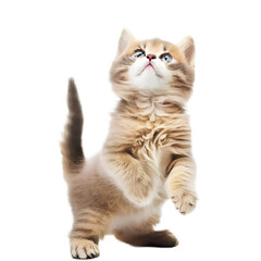 Obraz premium playful funny kitten looking up. isolated on transparent background Generative AI