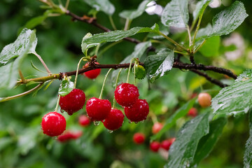 Obraz premium Blurred image of a branch with ripe cherries with water drops on a green background.