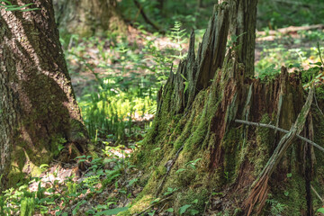 Old tree stump covered in moss, graphic resources for background 