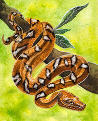 Beautiful exotic spotted snake on a branch. Watercolor drawing on a black background.