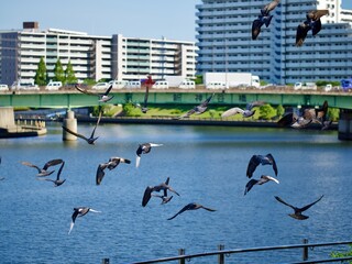 隅田川の上を飛ぶ鳩の群れ