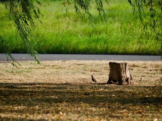 柳の木の下、柳の葉と切り株とムクドリ