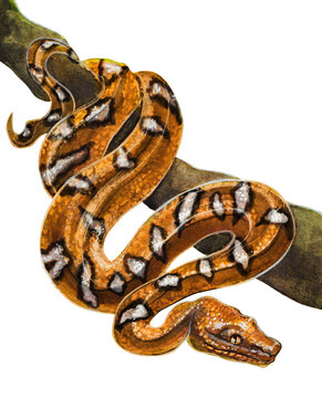 Orange exotic snake. Watercolor drawing of reptiles.