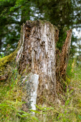 tronc de sapin coup&eacute; mang&eacute; par les insectes et entrain de pourrir au milieu d'un sous bois