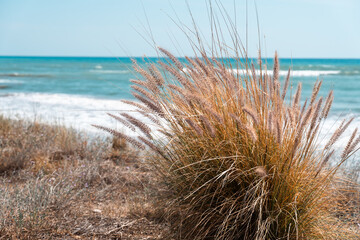 Yellow grass on the beach in Spain. White waves on the azure background of the sea. High quality photo