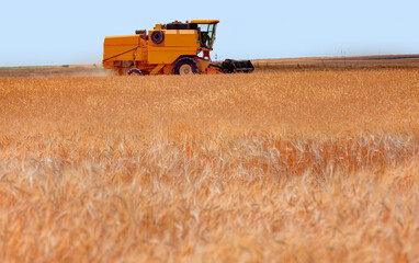 Obraz premium Combine harvester harvesting wheat field with amazing blue sky
