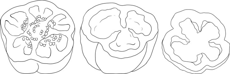 Hand drawn line illustration of different types of pepper. Bell sweet peppers, paprika. Vegetables painted with ink on white background. Vector sketch food.