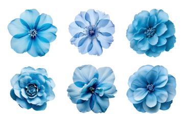 Selection of various blue flowers isolated on transparent background