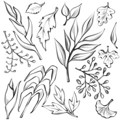 set of simple gmonochrome leaf. botanical hand drawn pencil isolated illustration 