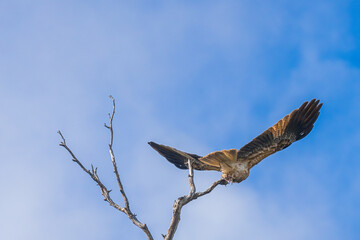 Eagle in Flight