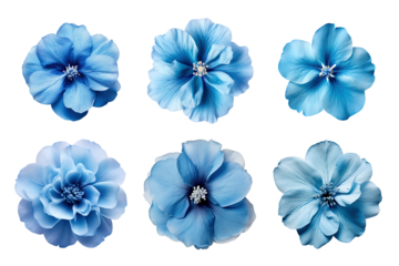 Selection of various blue flowers isolated on transparent background