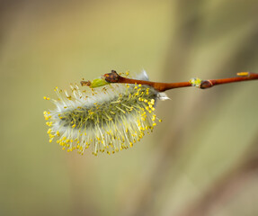 Willow tree branch in the spring.Macro image.