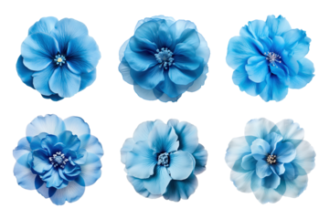 Selection of various blue flowers isolated on transparent background