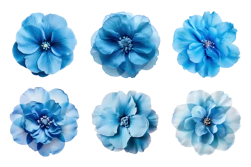 Foto op Aluminium Selection of various blue flowers isolated on transparent background © degungpranasiwi