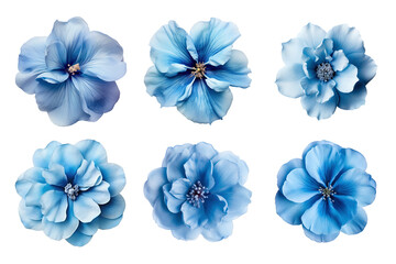 Selection of various blue flowers isolated on transparent background