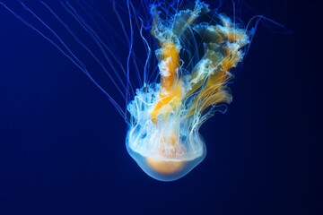jellyfish in the water