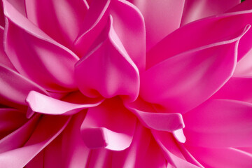 Pink flower petals close-up in full screen. Abstract photography. Background.