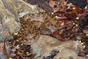 Malagasy Cat-eyed Snake, Madagascarophis colubrinus is a species of snake of the family Pseudoxyrhophiidae, nocturnal snake, Kirindy Forest, Madagascar wildlife animal