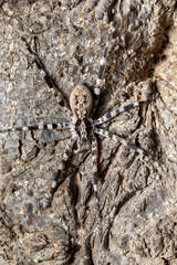 Ornamental Wandering Spider (Viridasius fasciatus), endemic monotypic genus of East African araneomorph spiders in the family Viridasiidae. Kivalo, Madagascar wildlife animal
