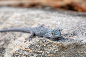 Phelsuma mutabilis is a diurnal species of gecko that is native to south-west Madagascar and typically dwells on trees and bushes, Female on three trunk, Miandrivazo, Madagascar wildlife animal