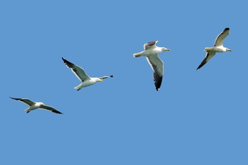 Obraz premium Seagulls flying with open wings and blue sky in the background.
