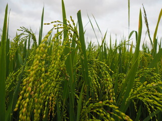 green rice field