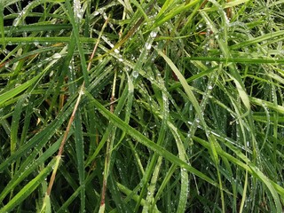 Raindrops on the grass in the morning