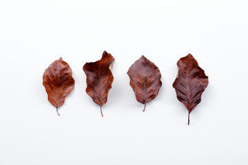 rectangular composition of brown dry leaves on a white background