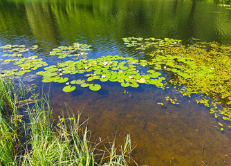 Summer landscape of nature with clear water and reflection of green trees and blue sky. Beautiful lake in forest park. View of pond shore with trees, aquatic plants, green grass and white water lilies