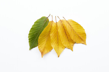 composition of yellow and green leaves on a white background