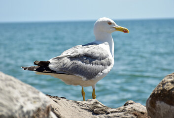 Fototapeta na wymiar Seagull on a rock next to the sea