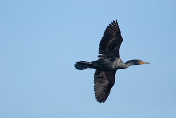 Double Crested Cormorant Flying overhead